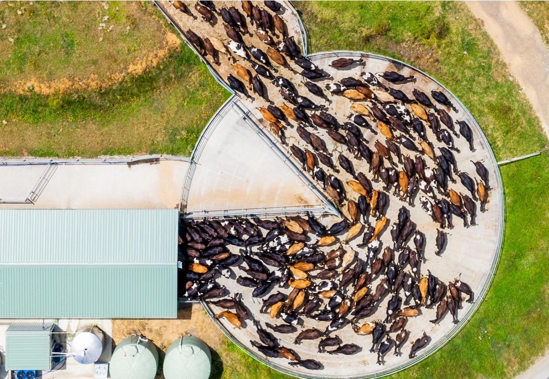 Photo looking down on a herd of cows making their way into a milking shed