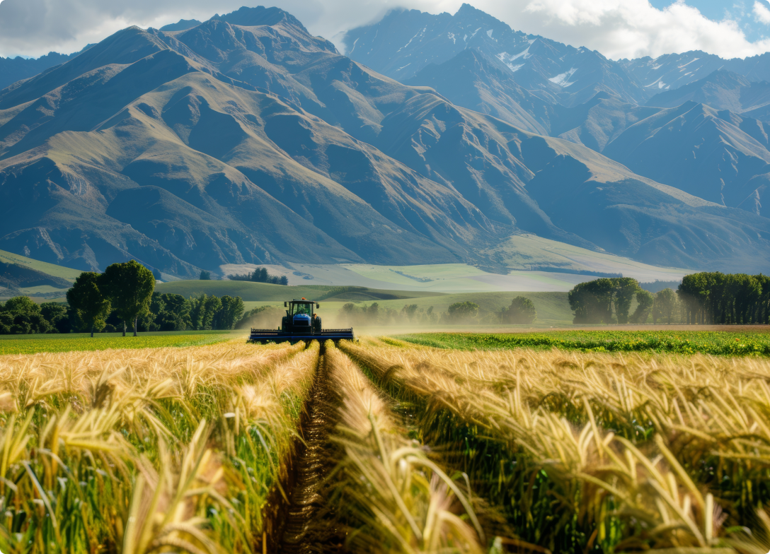 Farmer harvesting grain in the fields with a tractor