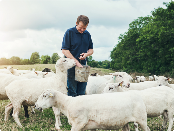 Farmer feeding his flock of sheep
